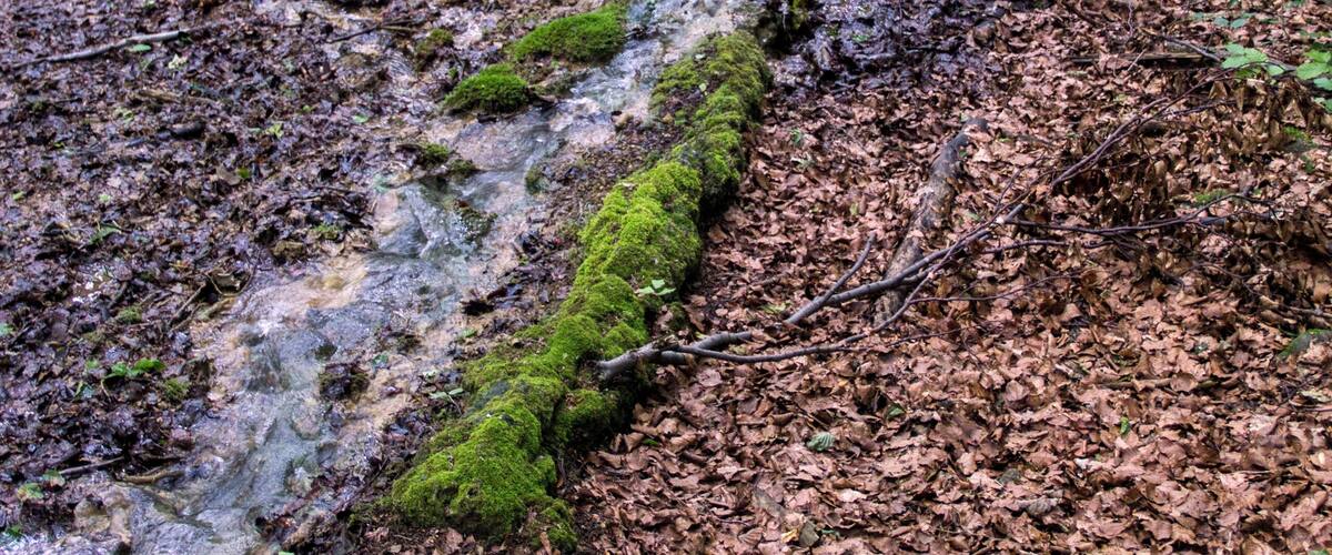 A forest with a stream, moss-covered rocks, and fallen leaves.
