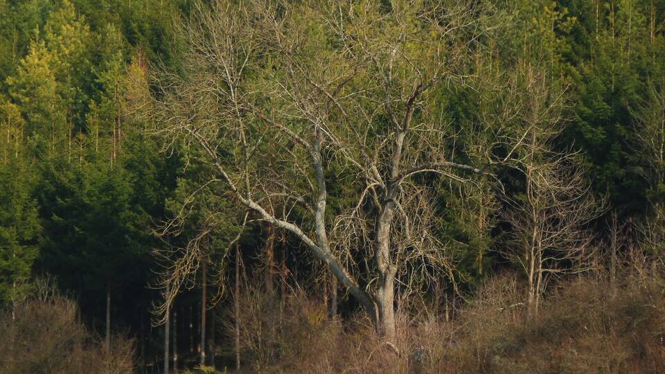 A deciduous tree with bare branches in a grassy field with a dense forest in the background.