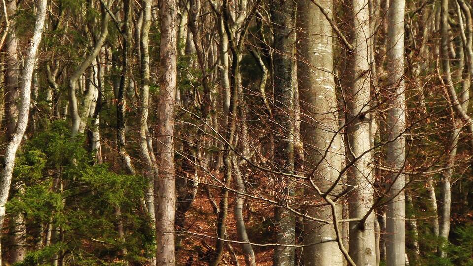 A dense forest with tall birch trees and a ground covered in fallen leaves.
