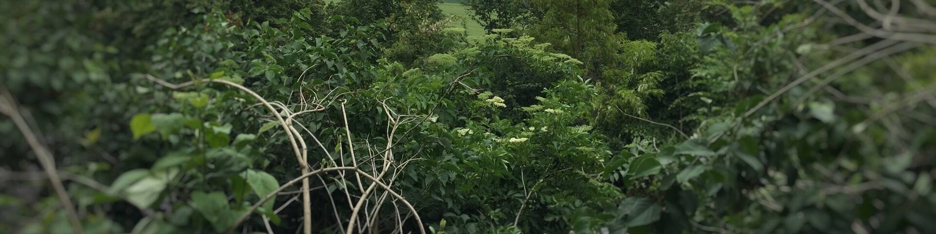 View from castle Scherneck.