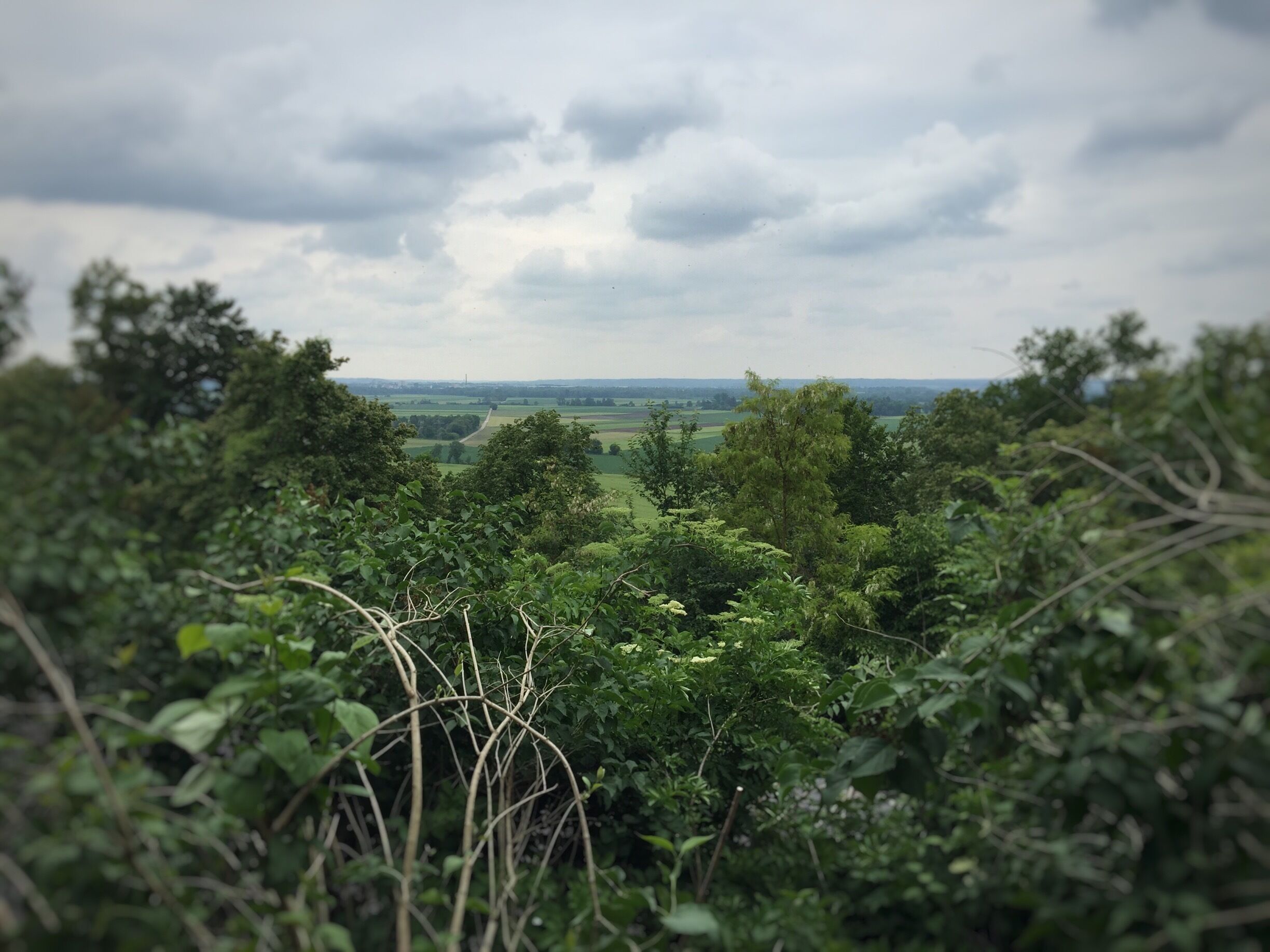 A lush green landscape with dense foliage in the foreground and a distant view of a flat field under a cloudy sky.