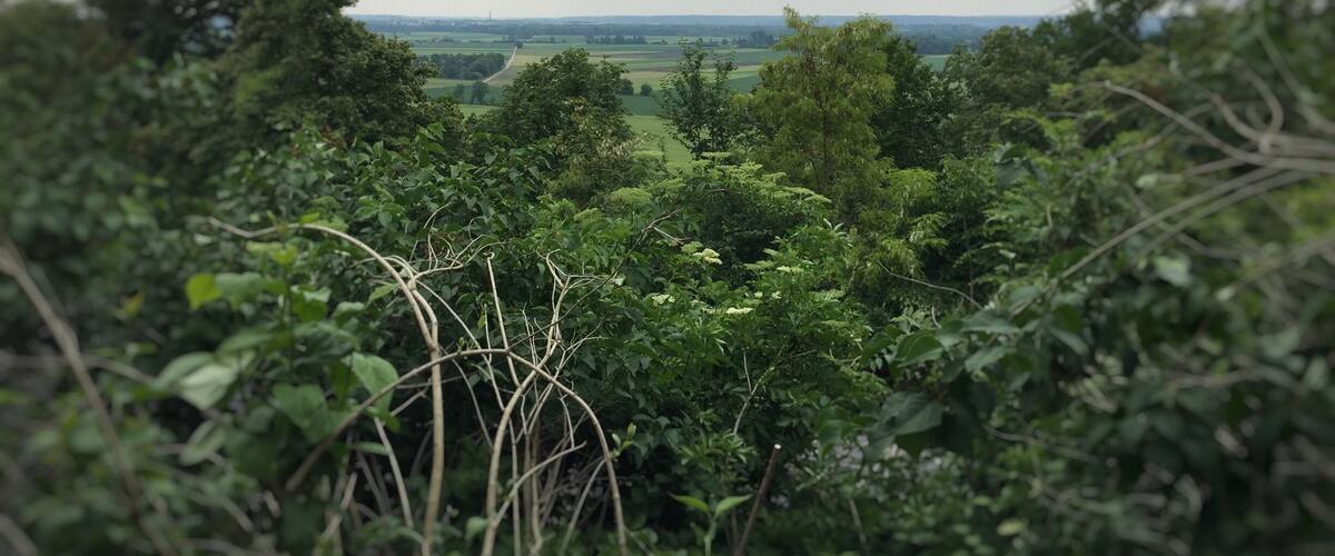 A lush green landscape with dense foliage in the foreground and a distant view of a flat field under a cloudy sky.
