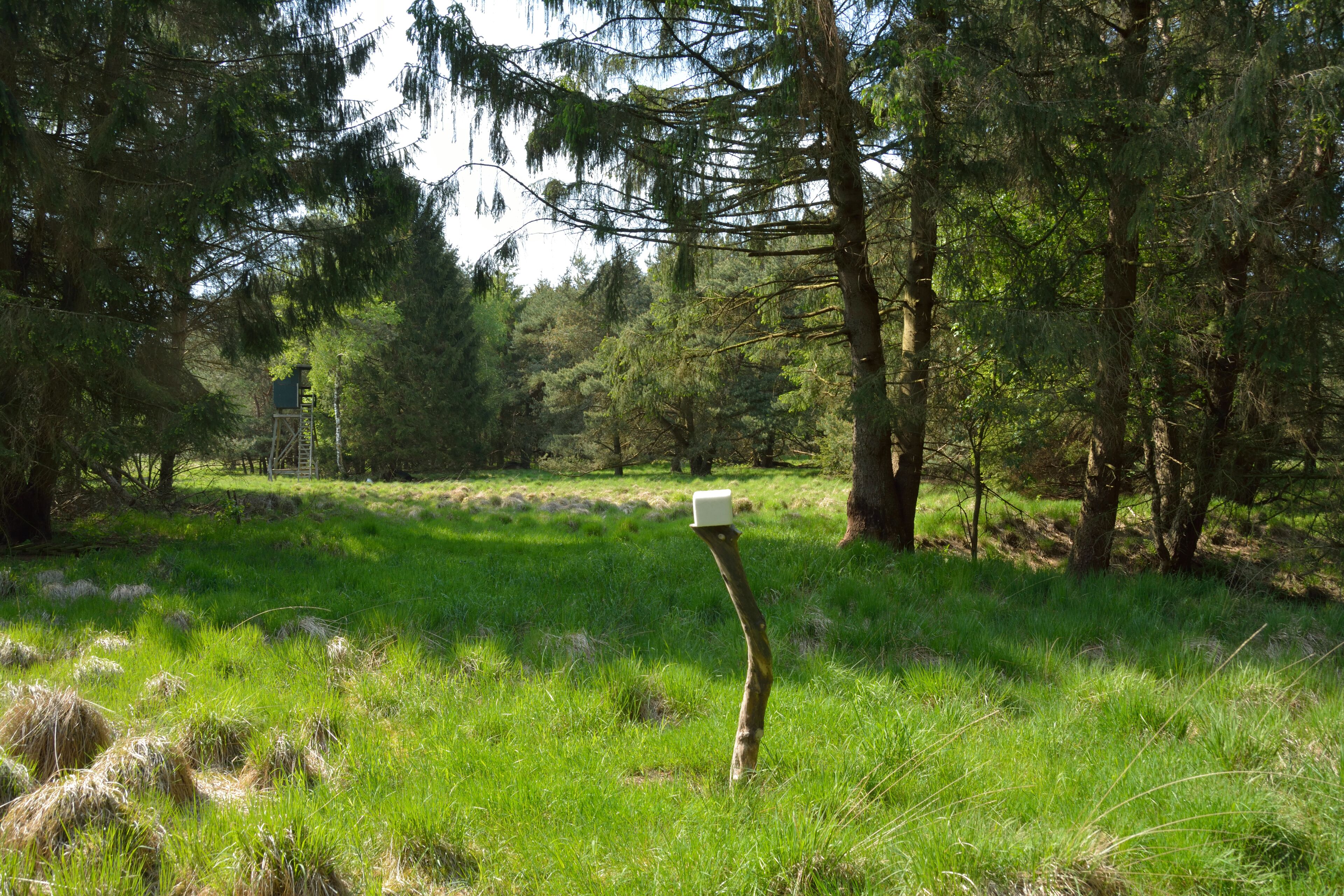 A forest with a wooden post and a white box.