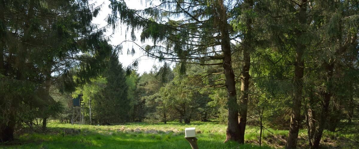 A forest with a wooden post and a white box.