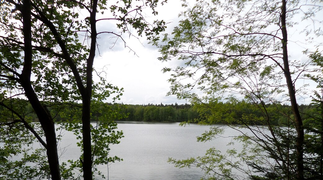 Zapfweiher (Behringersdorfer Forst)