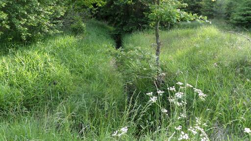 Langwassergraben am Hutbruckweg