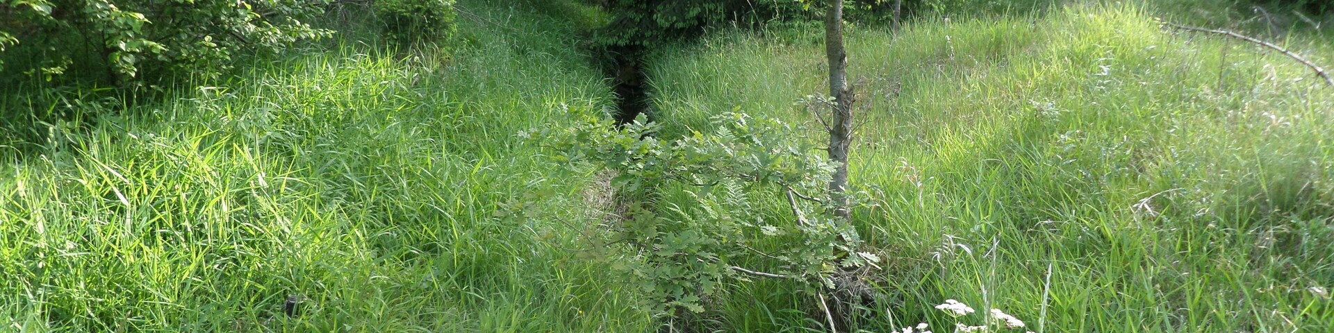 Langwassergraben am Hutbruckweg