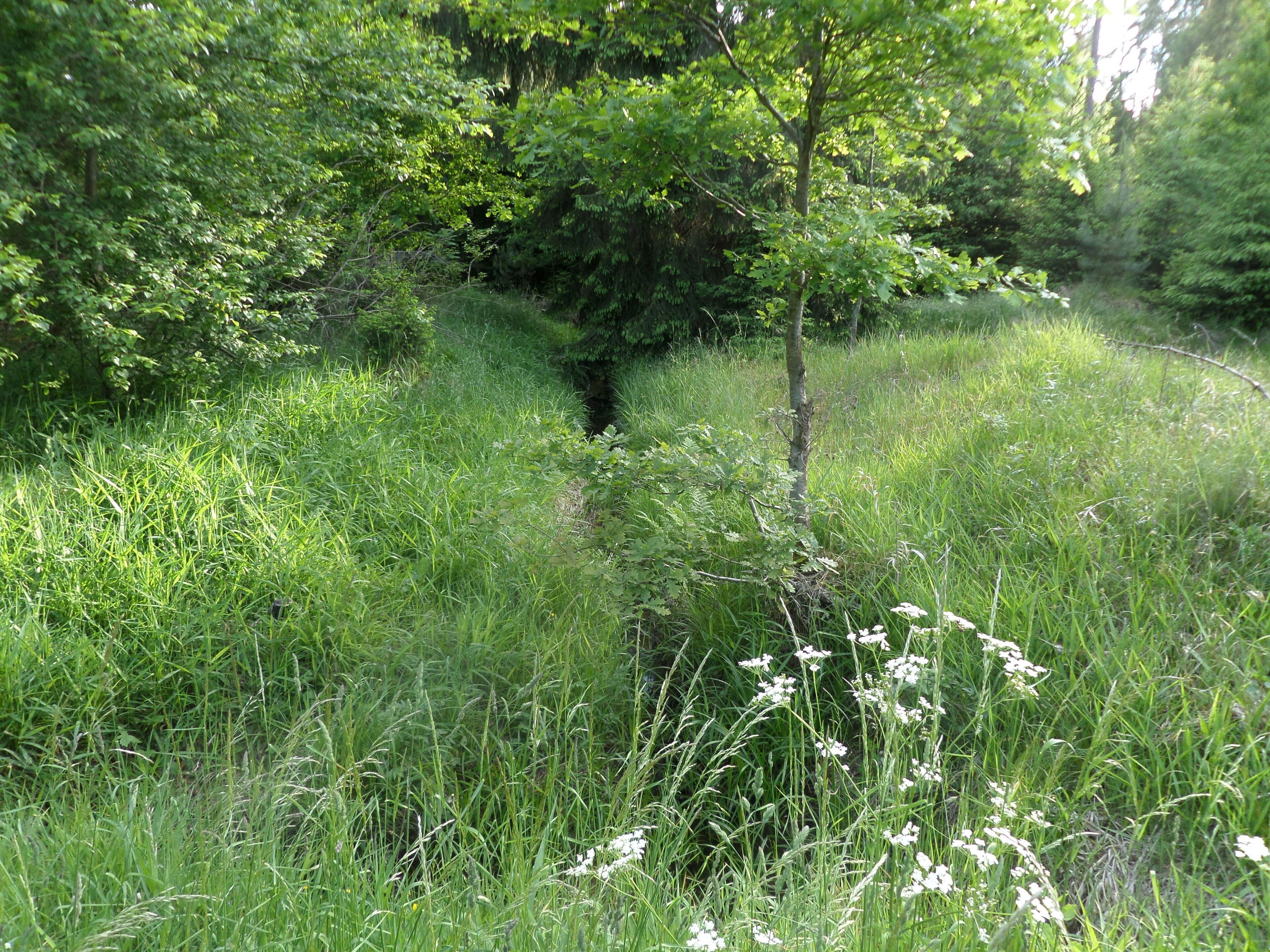 A dense green forest with tall grass and a small tree in the center.