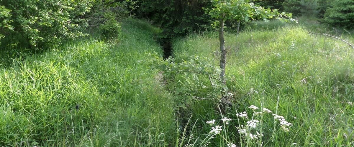 A dense green forest with tall grass and a small tree in the center.