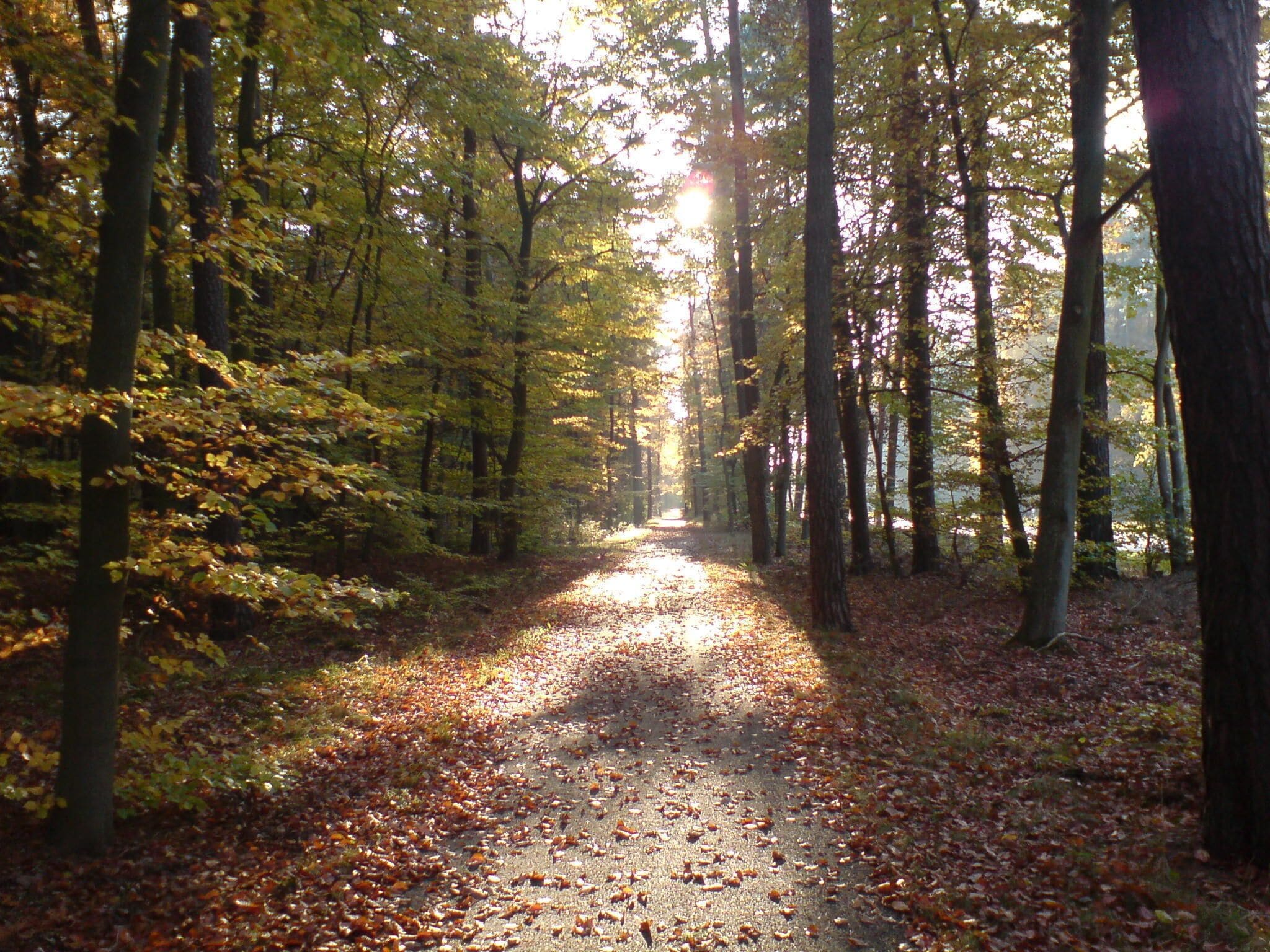A forest path with sunlight filtering through trees.