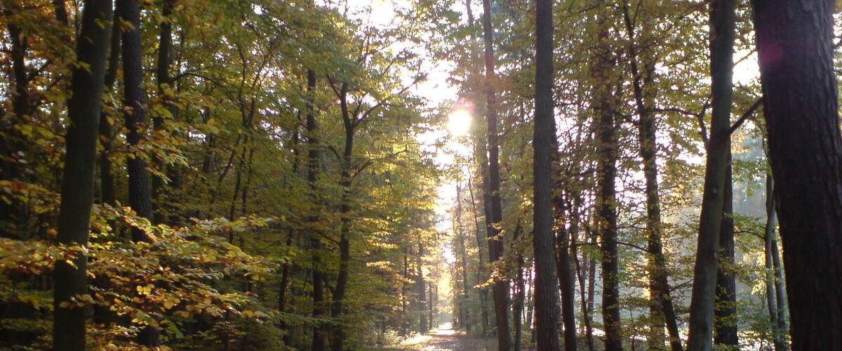 A forest path with sunlight filtering through trees.