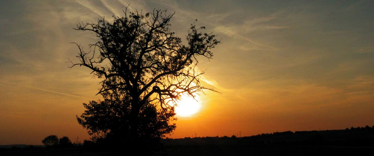 A tree silhouetted against a sunset with the sun low on the horizon.