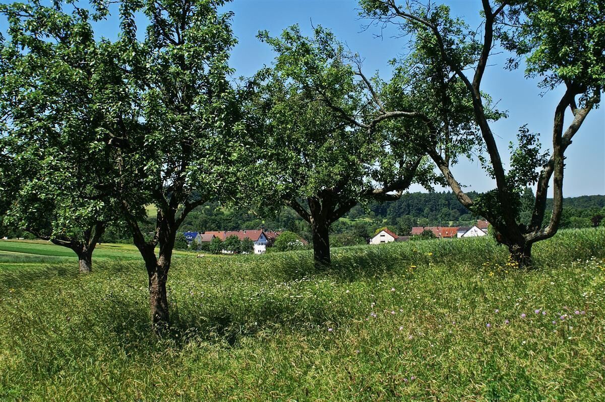Bretten Ruit hinter Bäumen