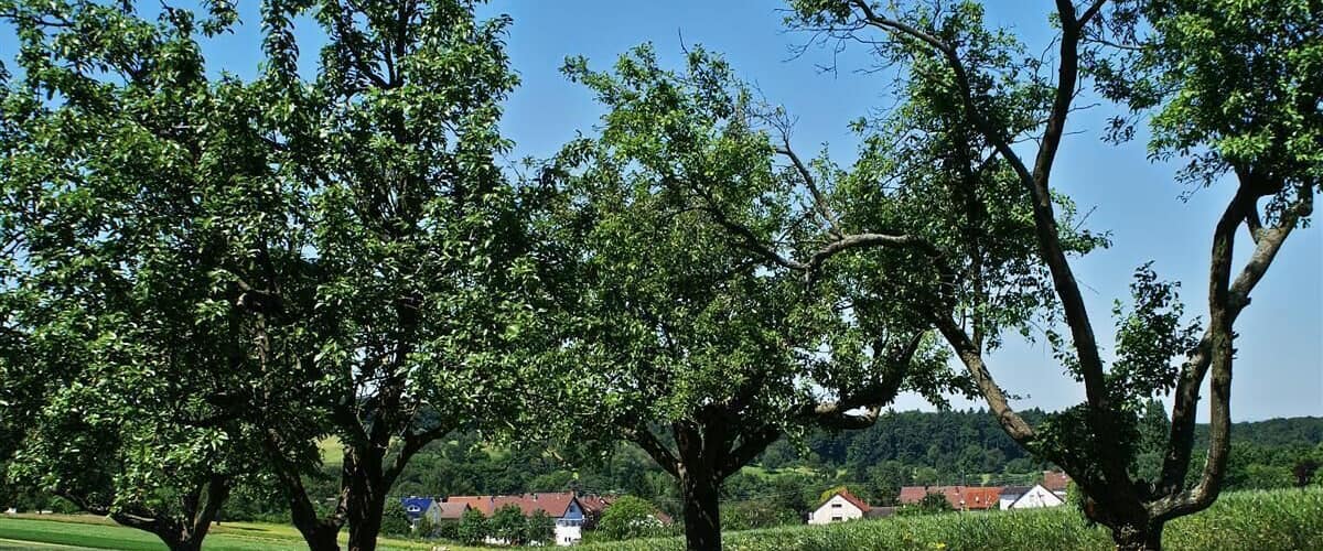 Bretten Ruit hinter Bäumen