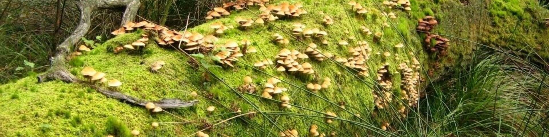 Totholz in einem Kesselmoor am Teufelssee bei Thelkow, etwas ausserhalb des Naturschutzgebietes Teufelssee bei Thelkow.