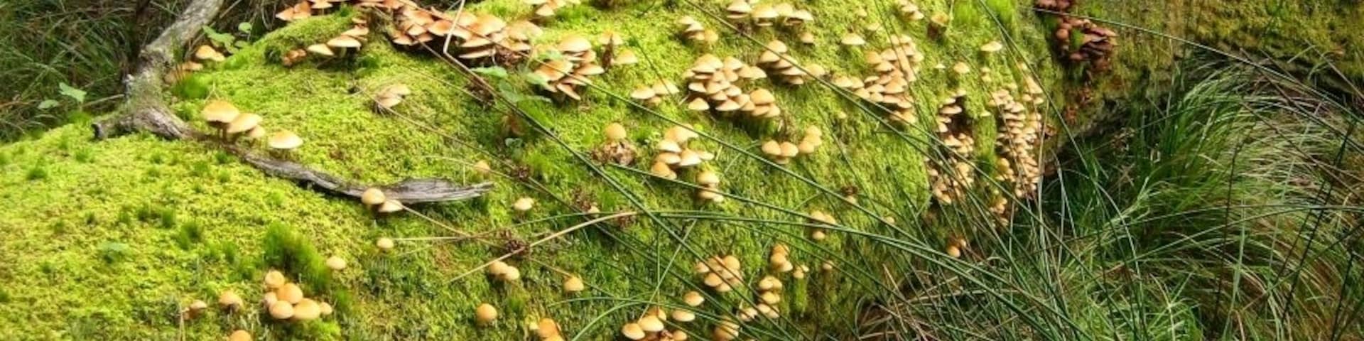 Totholz in einem Kesselmoor am Teufelssee bei Thelkow, etwas ausserhalb des Naturschutzgebietes Teufelssee bei Thelkow.