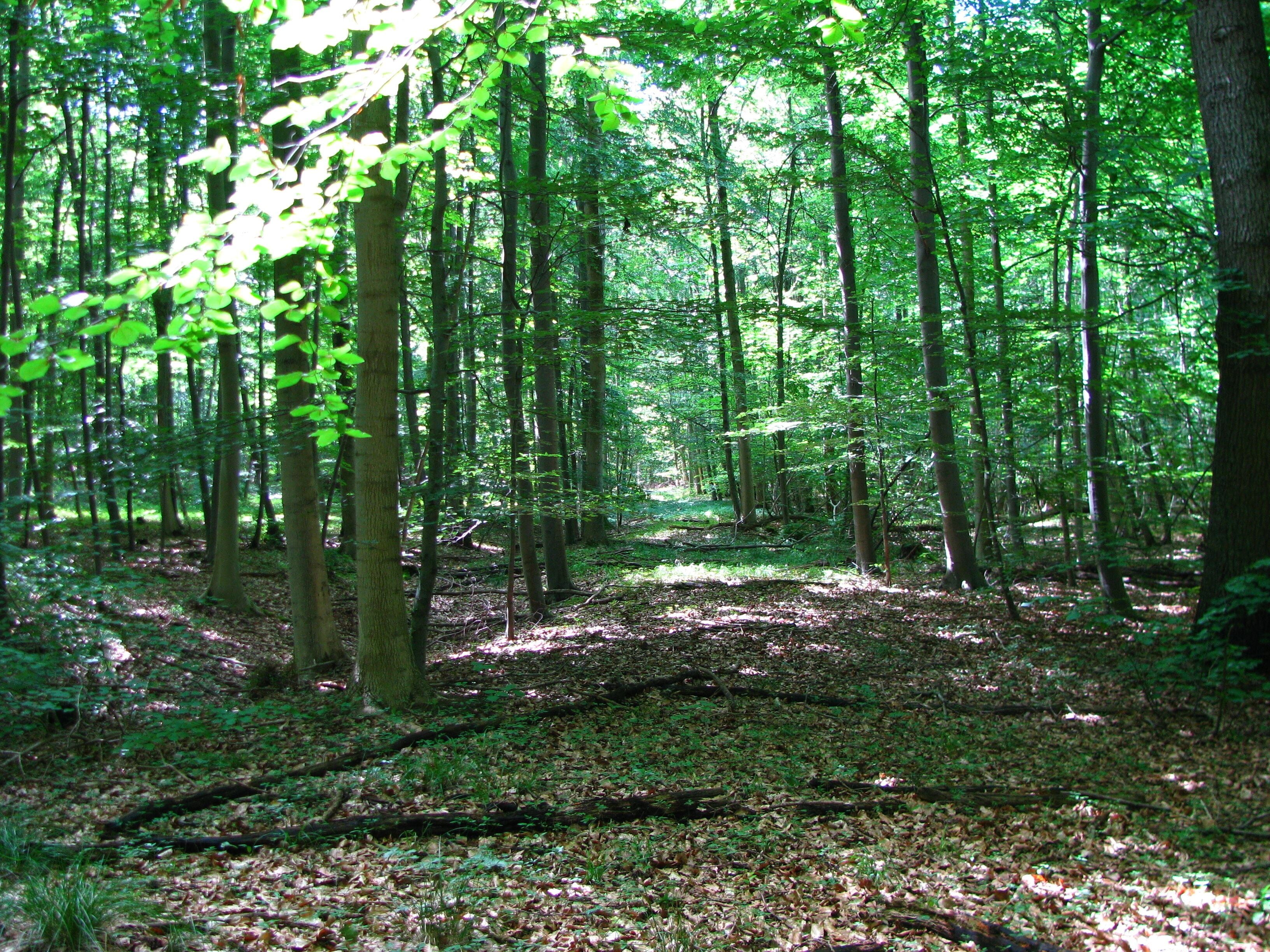 ein alter Waldweg, der lange Zeit nicht mehr benutzt wurde und keine Anbindung an das Wegenetz hat, neben einem trockenen Graben