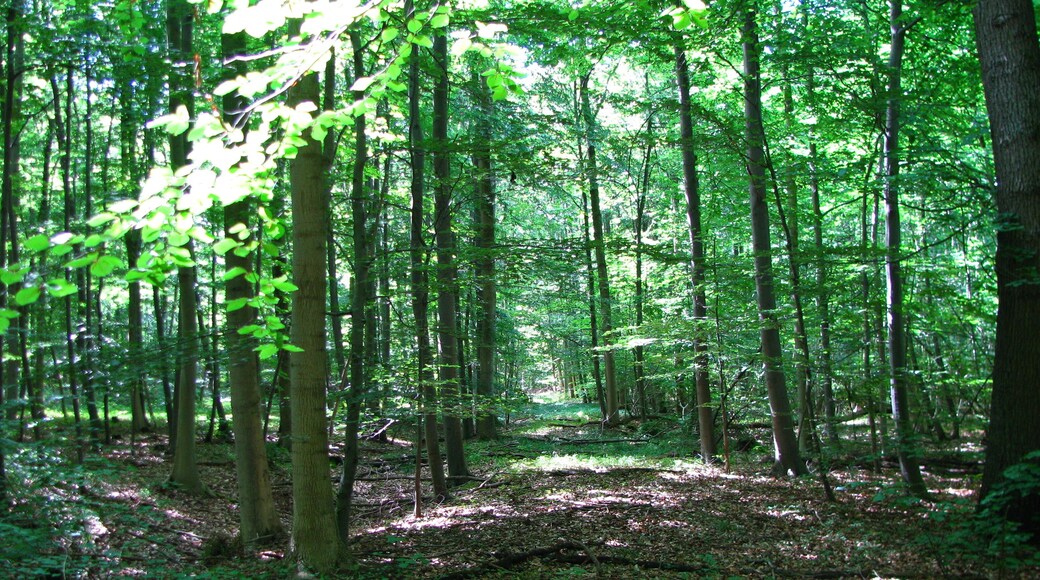 ein alter Waldweg, der lange Zeit nicht mehr benutzt wurde und keine Anbindung an das Wegenetz hat, neben einem trockenen Graben
