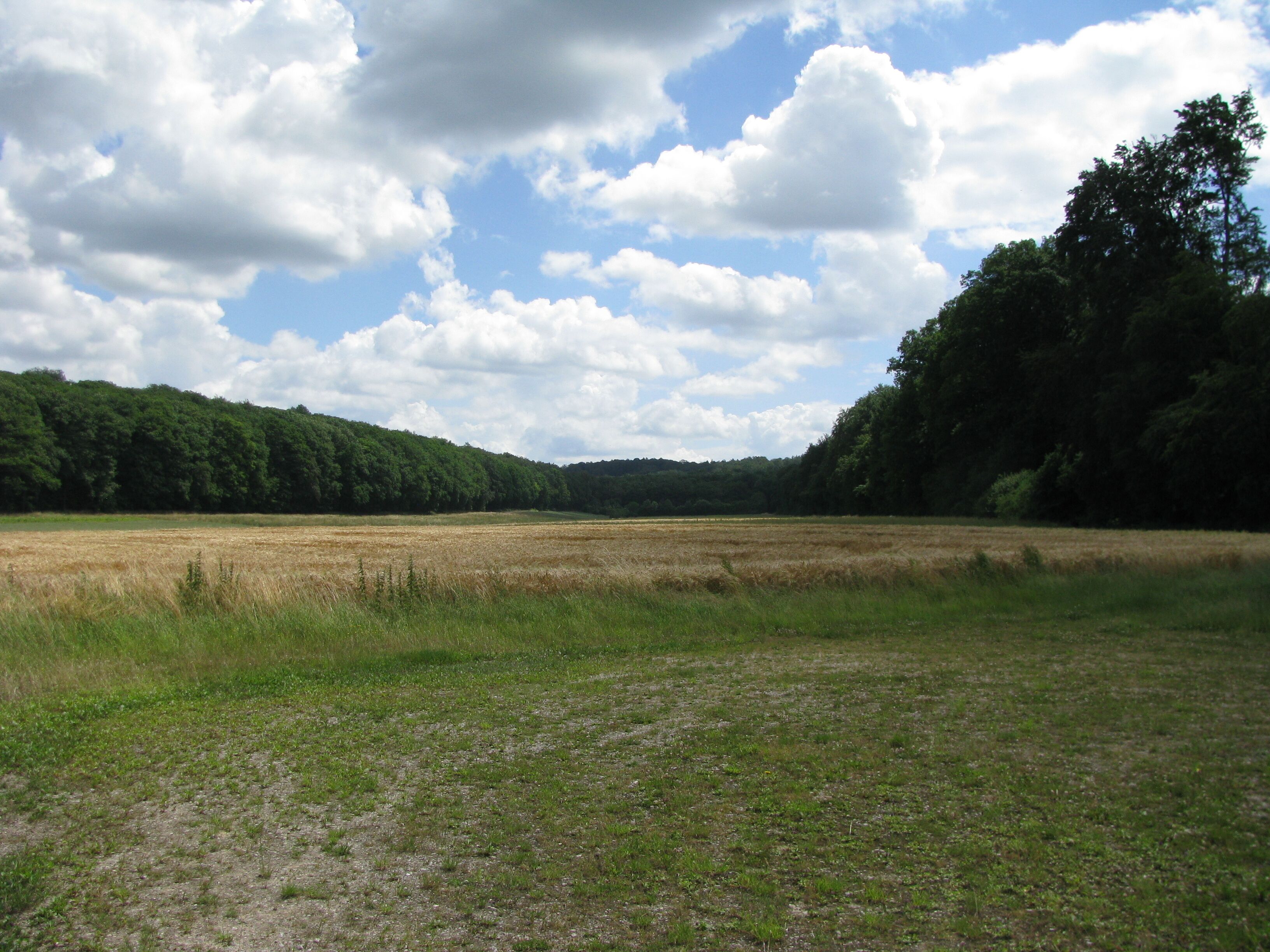 A field with a forest in the background under a partly cloudy sky.