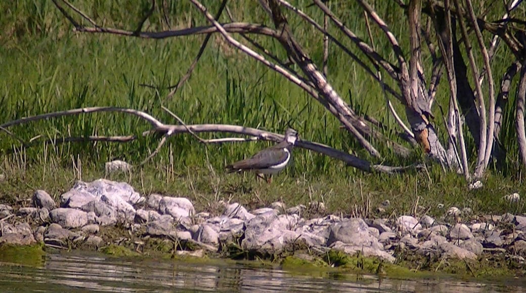 Kiebitz auf Langes Warder