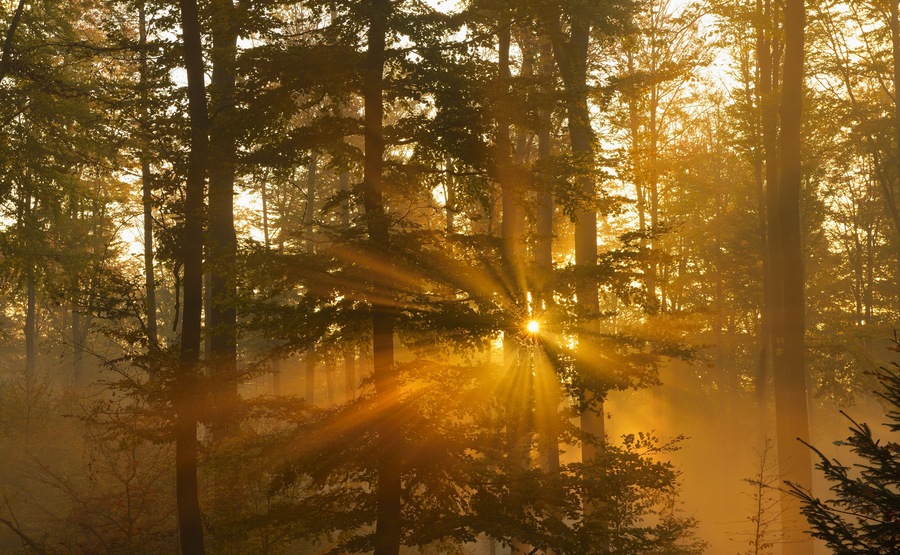 Sunbeams in beech forest, Autumn, Spessart, Bavaria, Germany, Europe