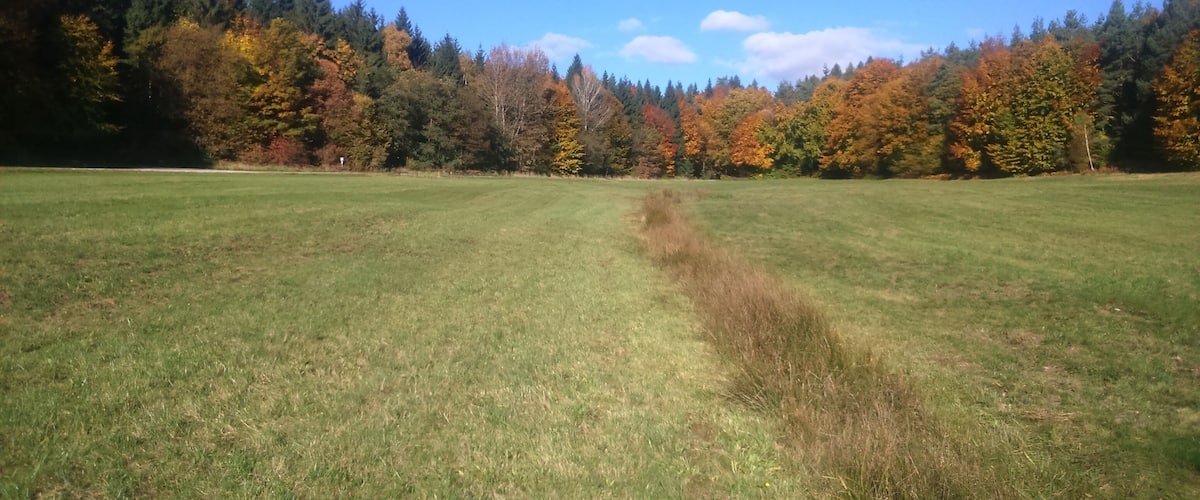 A grassy field with a dirt path leading to a forest of autumn-colored trees.