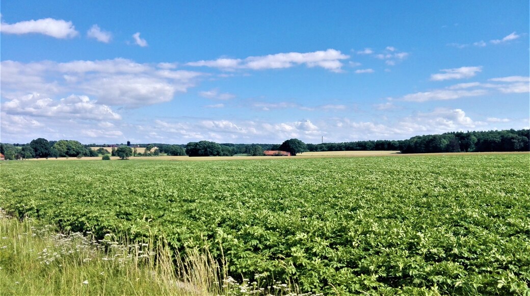 Landschaft im LSG "Harpstedter Geest"