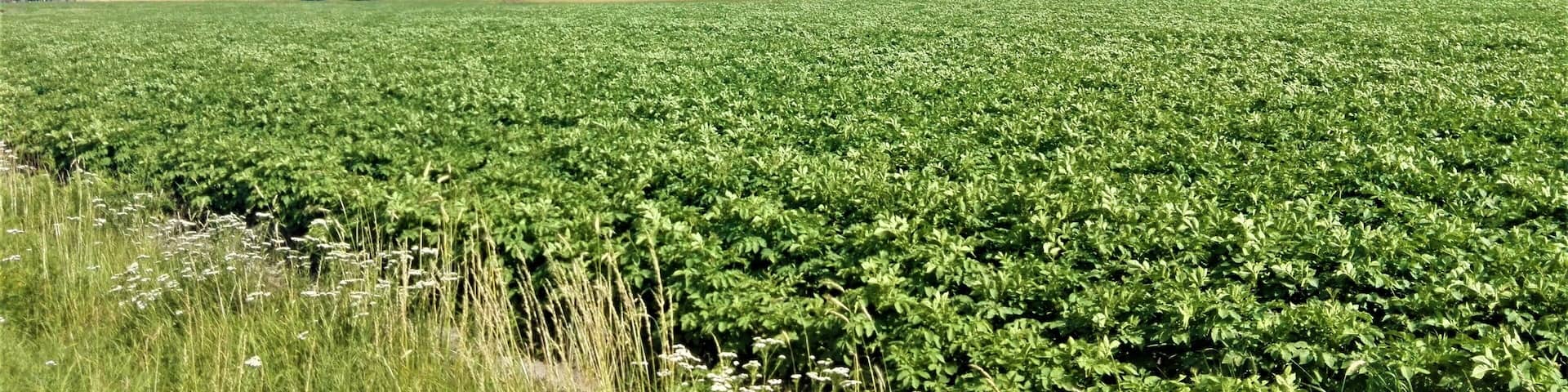 Landschaft im LSG "Harpstedter Geest"