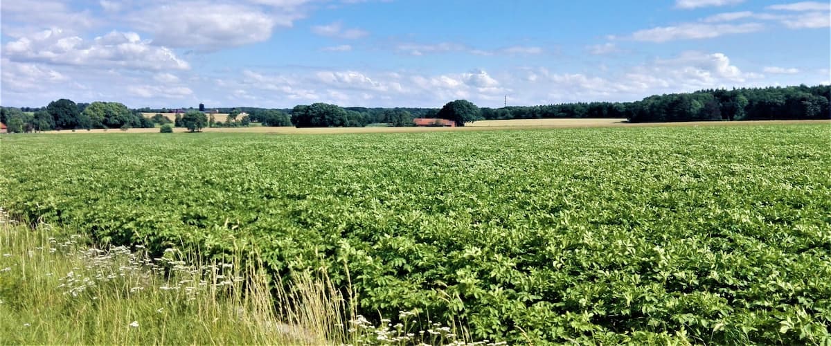 A vast green field with a clear blue sky and scattered clouds.