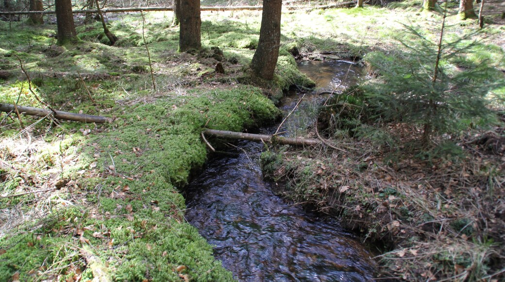 Die Speckkahl im Naturschutzgebiet Amphibienfreistätte Speckkahl bei Sommerkahl, Bayern