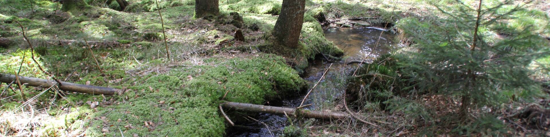 Die Speckkahl im Naturschutzgebiet Amphibienfreistätte Speckkahl bei Sommerkahl, Bayern