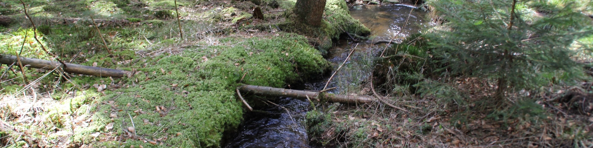 Die Speckkahl im Naturschutzgebiet Amphibienfreistätte Speckkahl bei Sommerkahl, Bayern