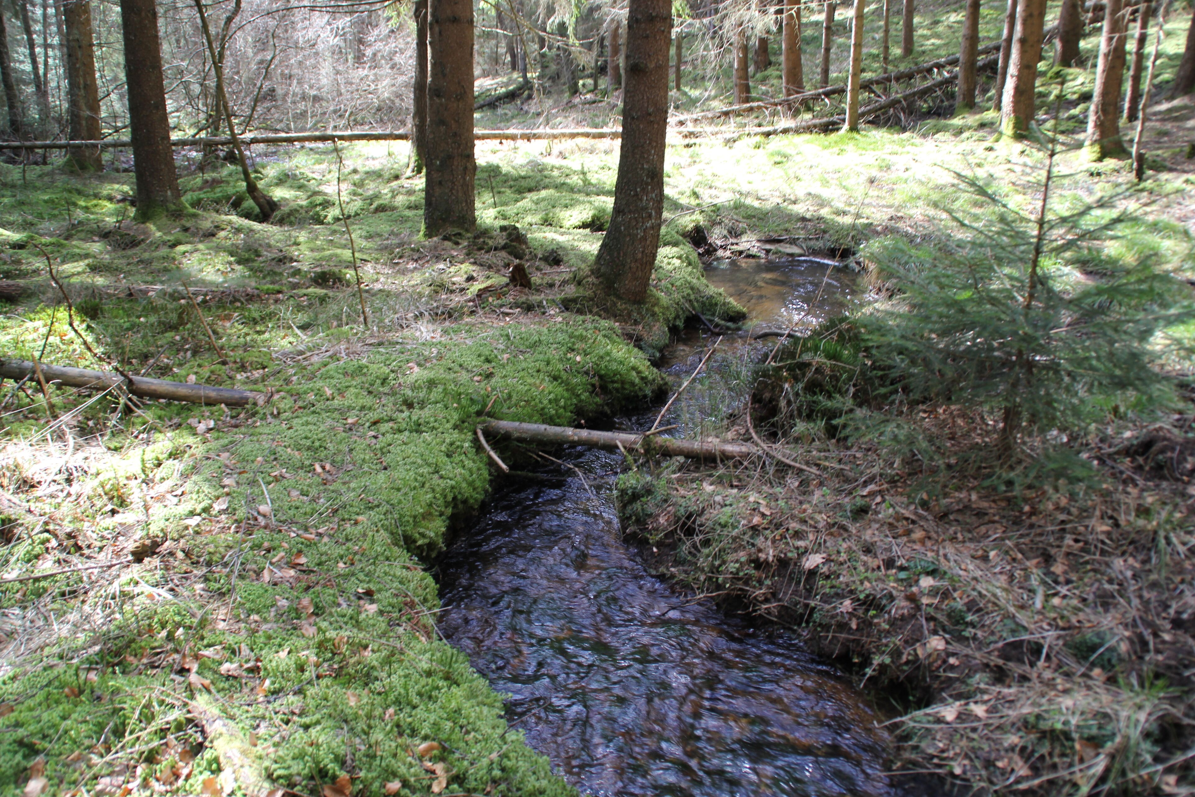 A forest stream with moss-covered banks and trees.