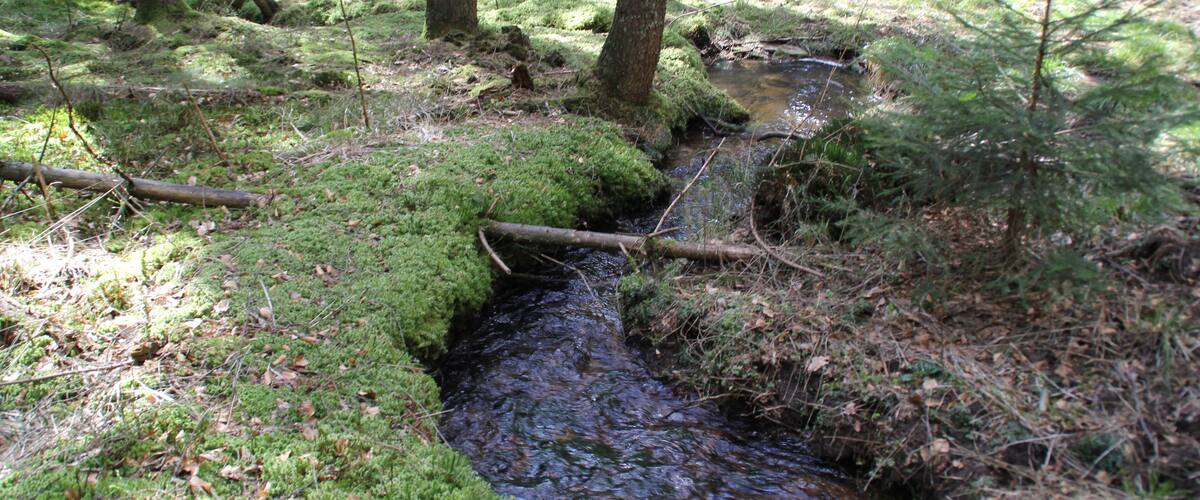 A forest stream with moss-covered banks and trees.