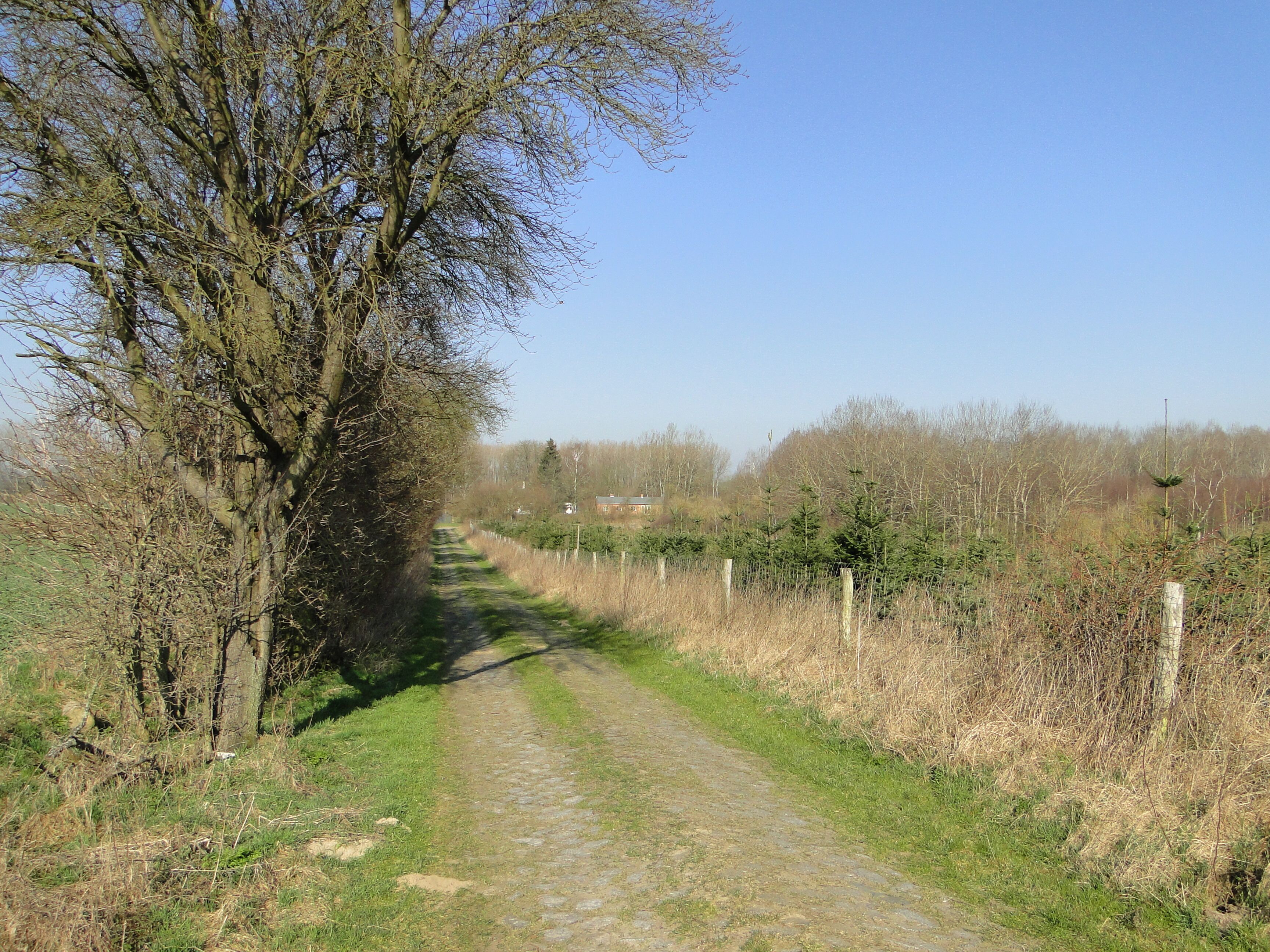 Street to the brickyard near Mestlin, district Ludwigslust-Parchim, Mecklenburg-Vorpommern, Germany
