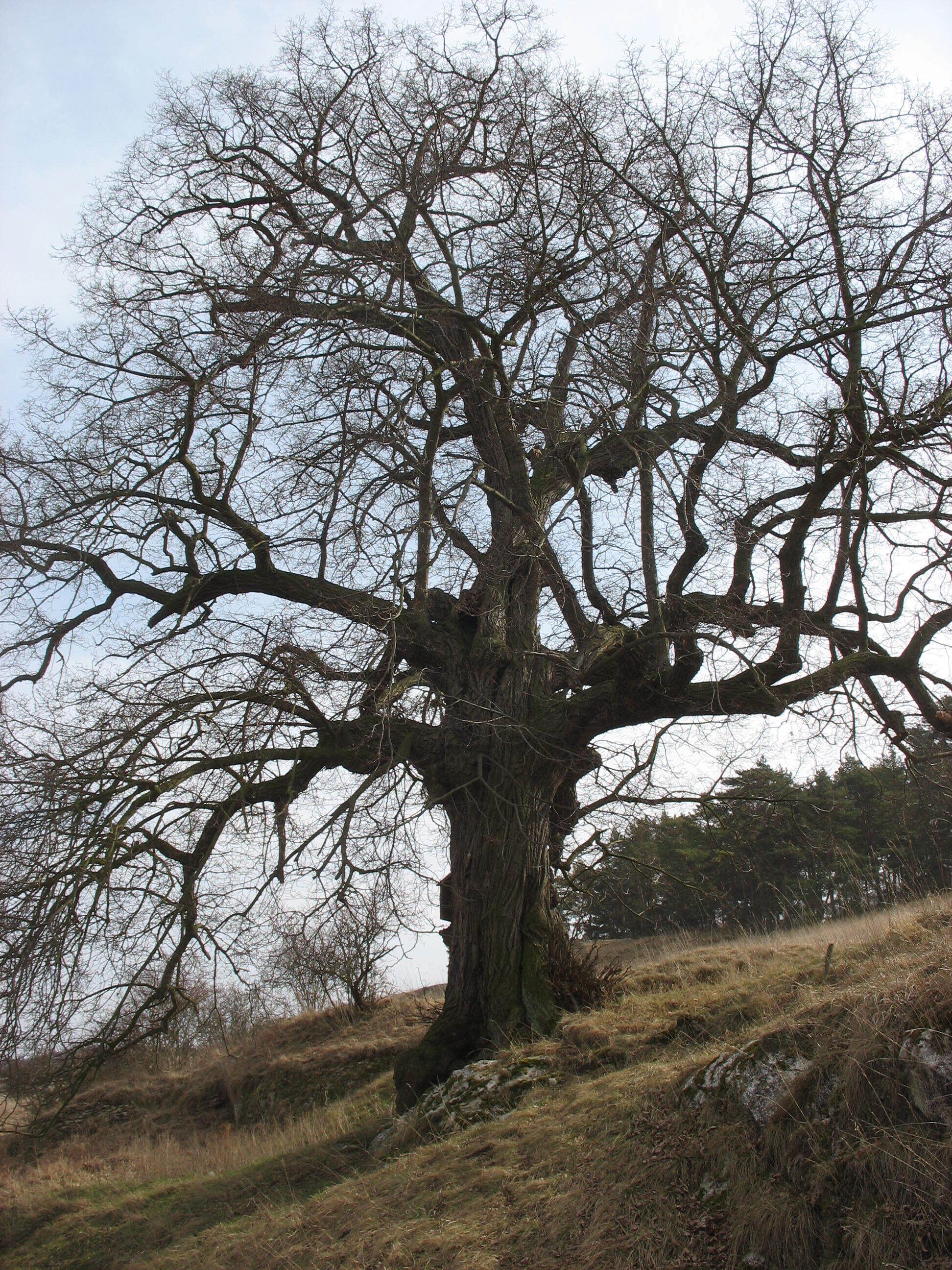 Taternlinde am Solquell bei Auleben