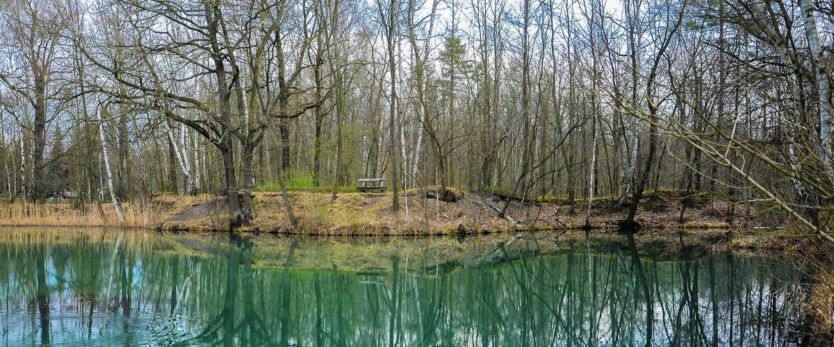 A serene lake surrounded by trees, with a bench and a small path leading to it.