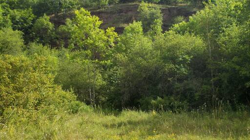 Rocks near Bornstedt (Mansfeld-Südharz district, Saxony-Anhalt)