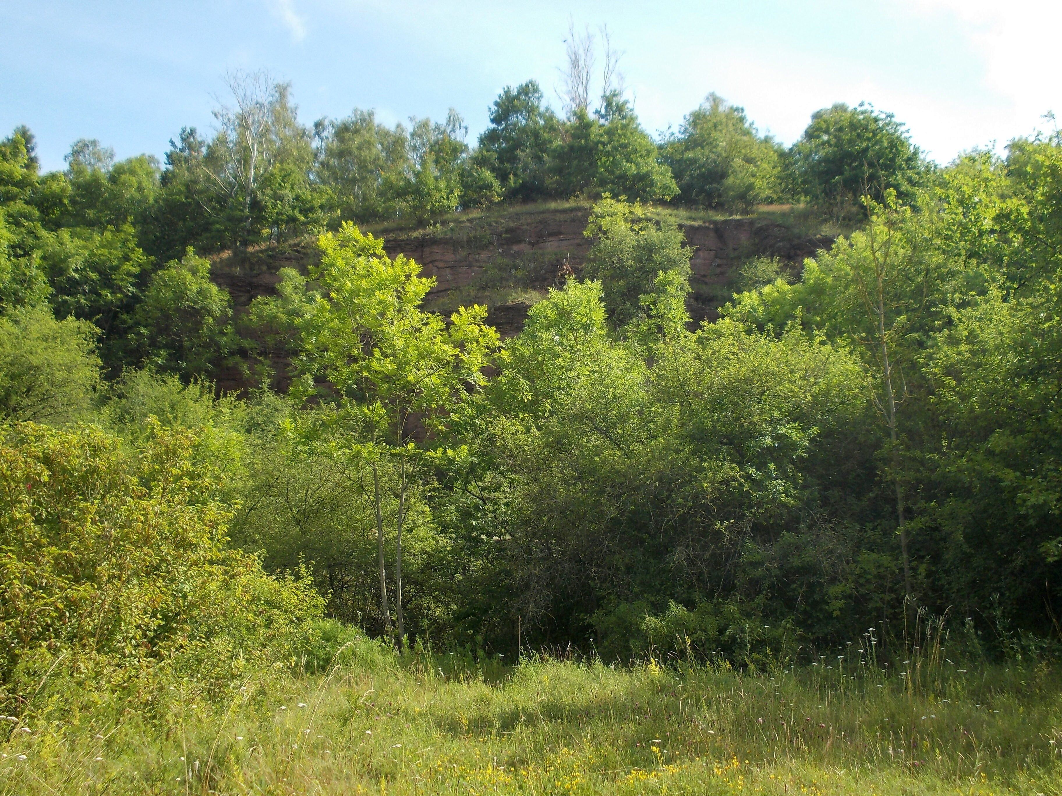A lush green landscape with dense trees and a rocky cliff in the background.