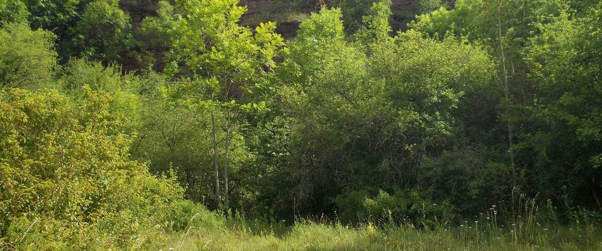 A lush green landscape with dense trees and a rocky cliff in the background.