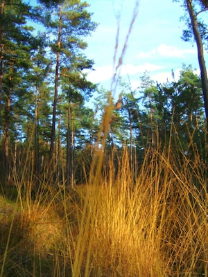 A forest with tall pine trees and golden grasses.