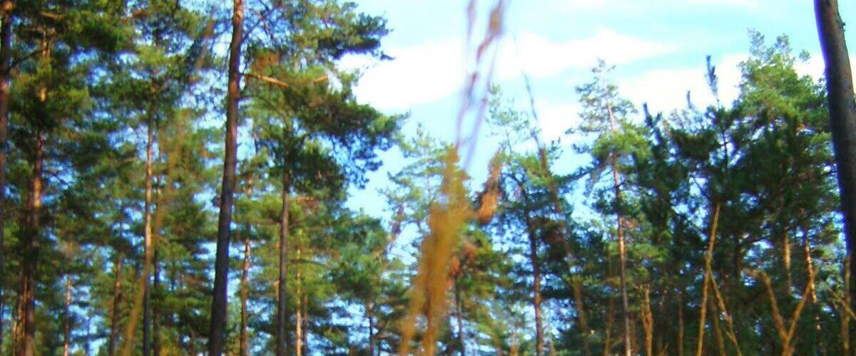 A forest with tall pine trees and golden grasses.