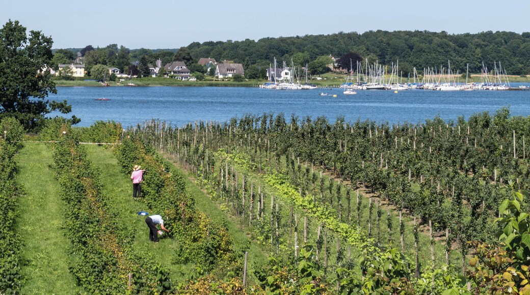 Obstanbau an der Schlei.