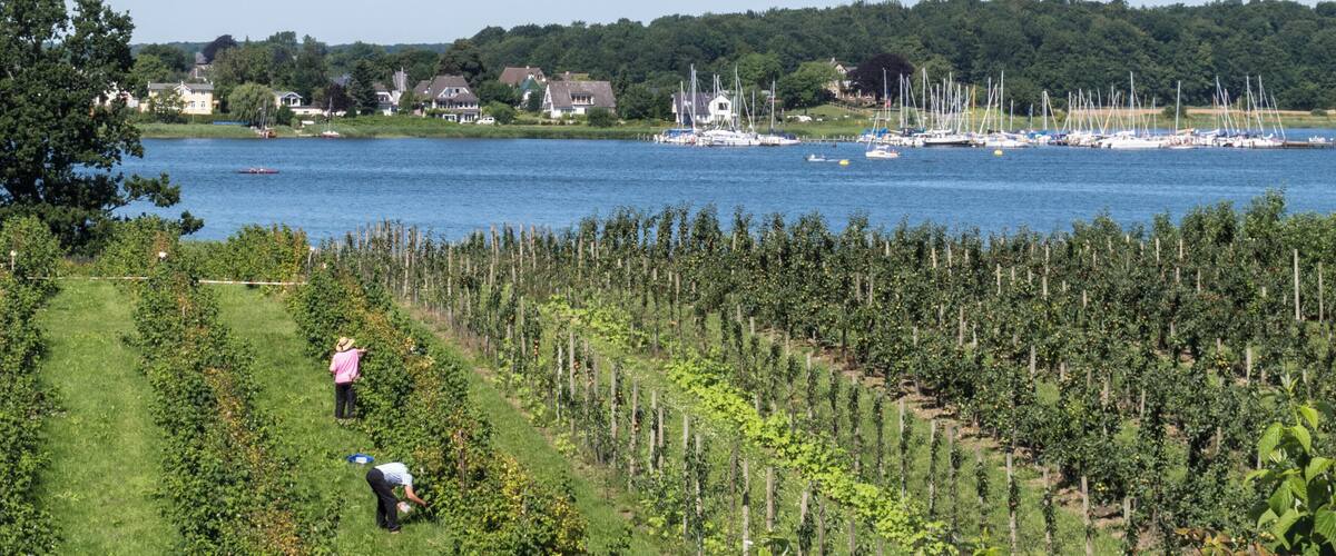 Obstanbau an der Schlei.