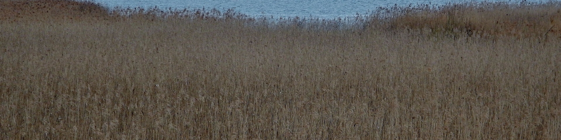 Federsee bei Bad Buchau in Oberschwaben (Landkreis Biberach)