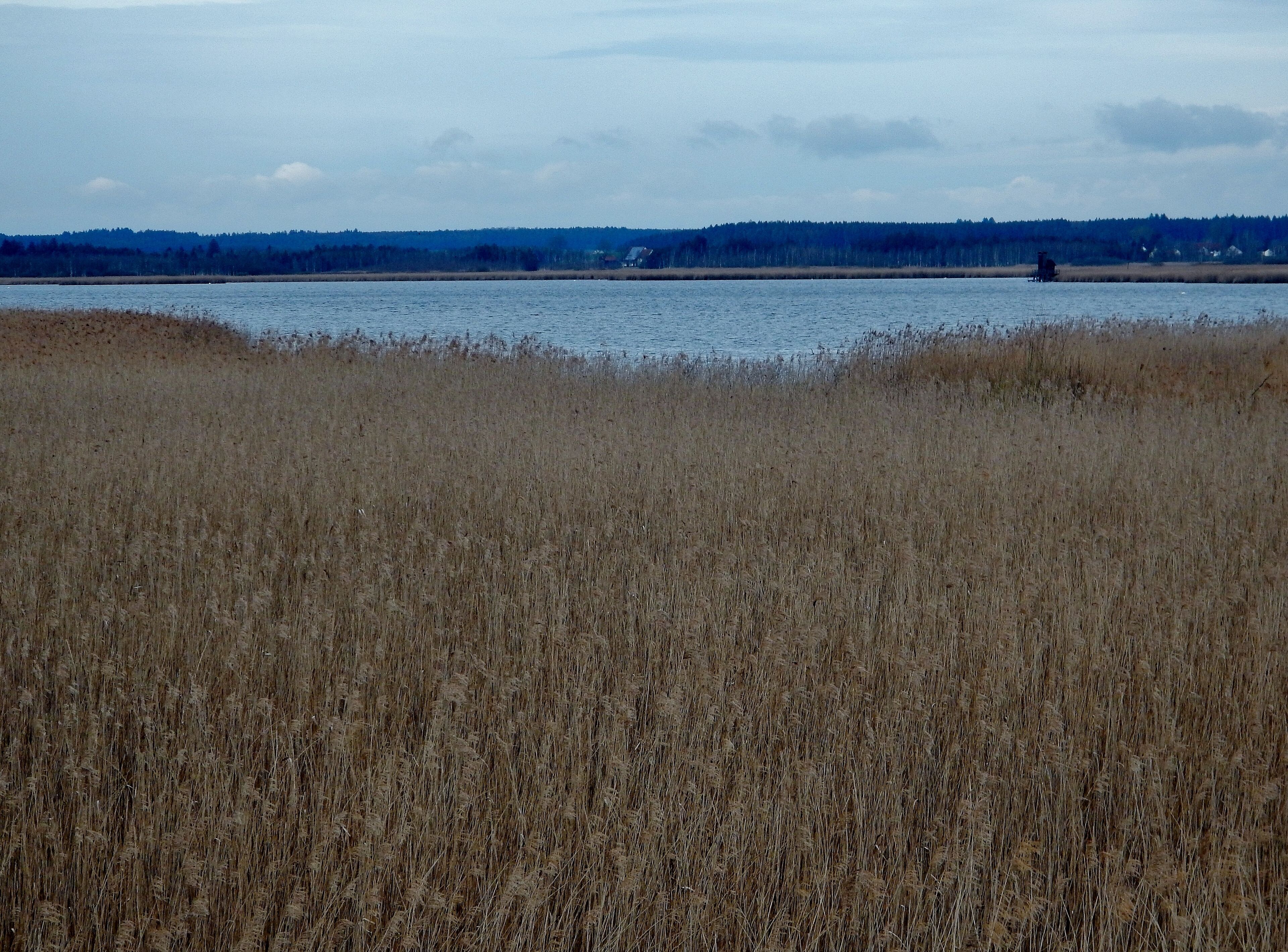 A lake with a forest in the background and tall reeds in the foreground.