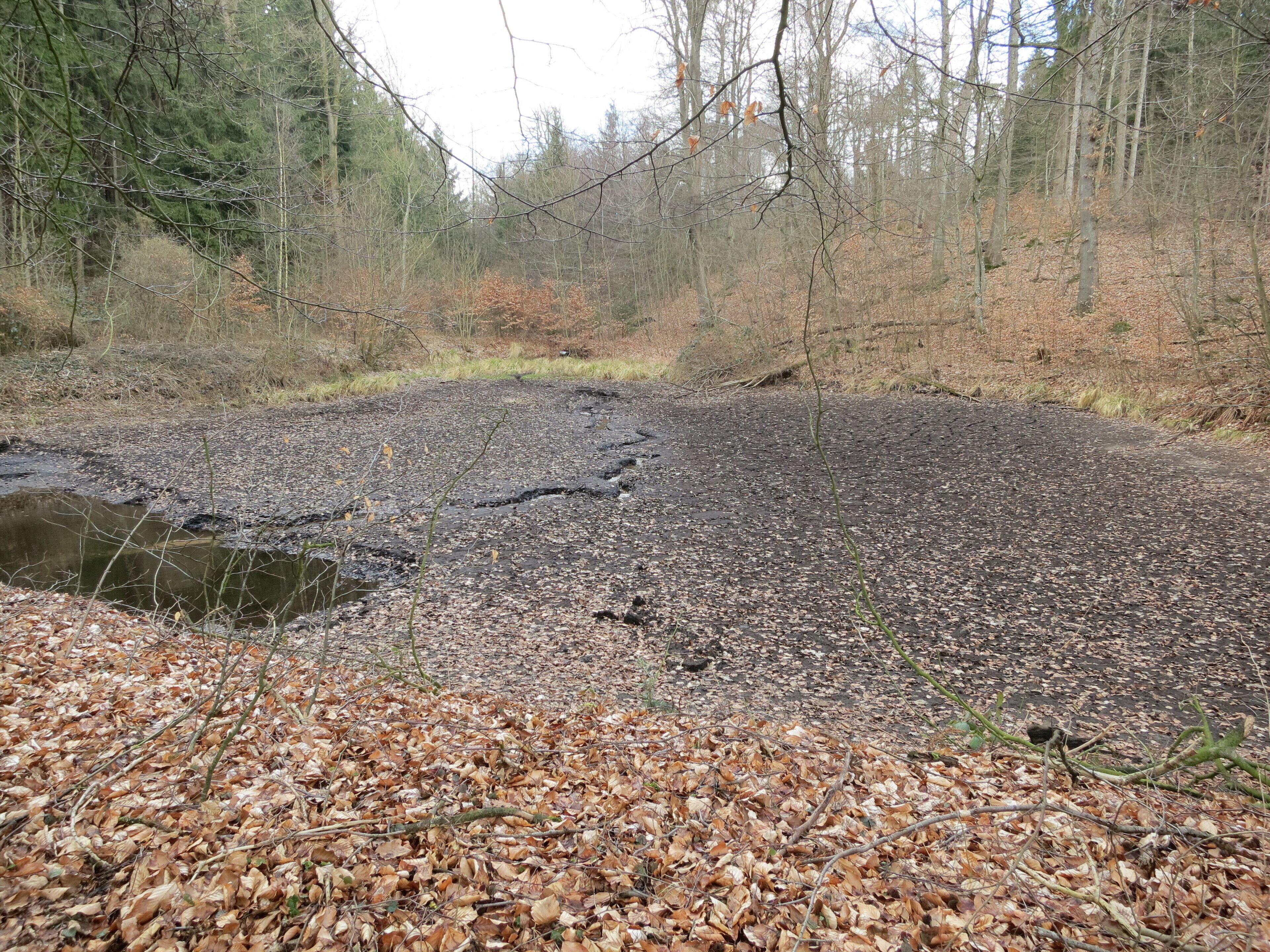 Der oberste Teich der Teichkette in der Katzenkuhle im Breitenburger Forst in abgelassenem Zustand