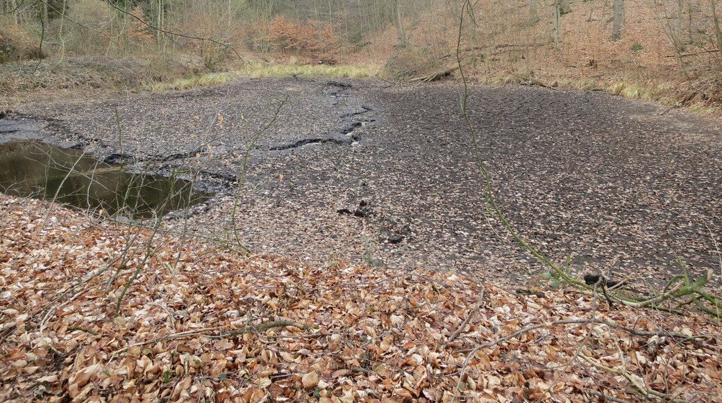 Der oberste Teich der Teichkette in der Katzenkuhle im Breitenburger Forst in abgelassenem Zustand