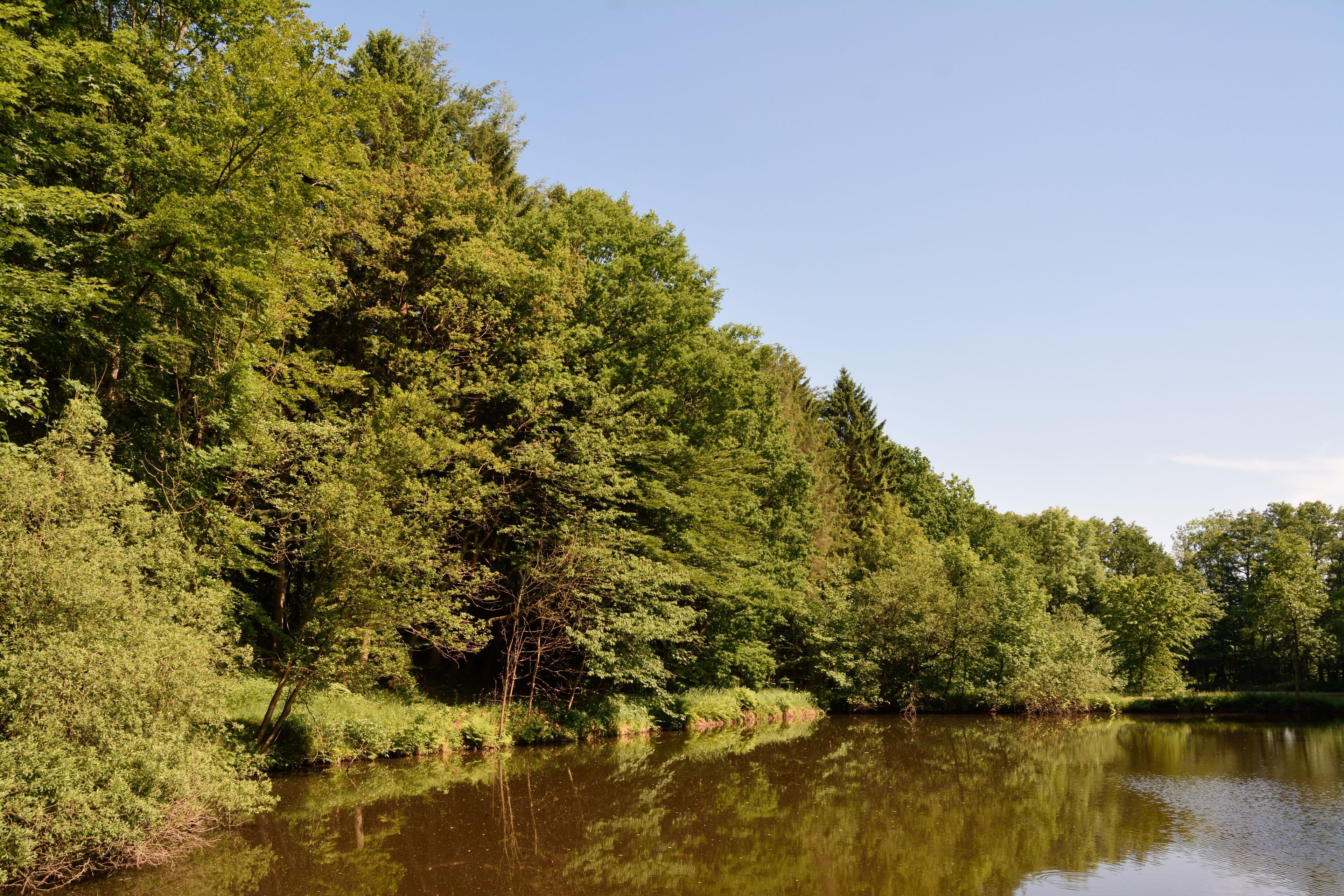 A calm river surrounded by dense green forest.
