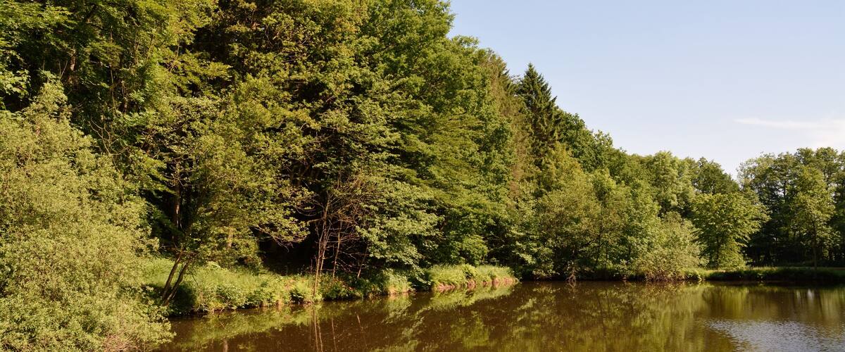 A calm river surrounded by dense green forest.